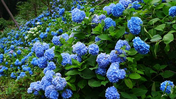 あじさいロード 岐阜関 美濃 21世紀の森公園 アマデウスモッツアルトの旅行記ブログ 海外 国内 格安